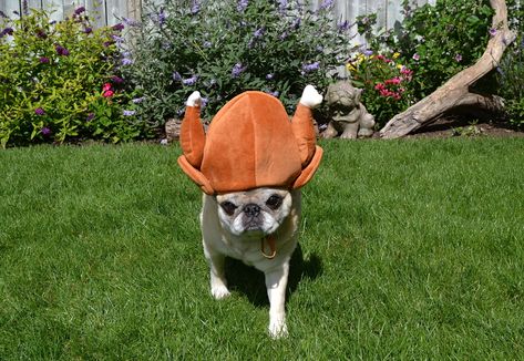 #pug #dog #Thanksgiving #turkey #hat #costume #funny #cute Dog Foto, Blessed Thanksgiving, Turkey Dogs, Turkey Hat, Dog Thanksgiving, Turkey Photos, Pug Pictures, Holiday Costumes, Wild Turkey