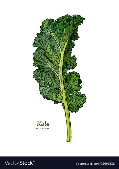 Kale Tattoo, Kale Illustration, Kale Drawing, Kale Vegetable, Vegetable Illustration, Kale Leaves, Fruits Images, Cute Tiny Tattoos, Landscape Elements