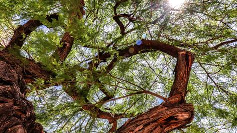 Mesquite Tree, Bean Pods, Attract Pollinators, Symbiotic Relationships, Root System, Native American Tribes, Tree Tattoo, Seed Pods, Small Trees