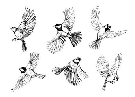 Chickadee Drawing, Chickadee Tattoo, Flying Bird Drawing, Bird Line Drawing, Sparrow Tattoo Design, Sparrow Drawing, Line Drawing Images, Fly Drawing, Vogel Tattoo