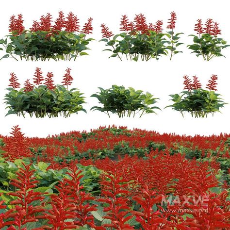 Salvia splendens - Scarlet Sage Salvia Splendens, Mexican Sage, Scarlet Sage, Paving Texture, Outdoor Technology, Bedroom Toys, Lobby Reception, Sofa Bed Armchair, Kitchen Wall Lights