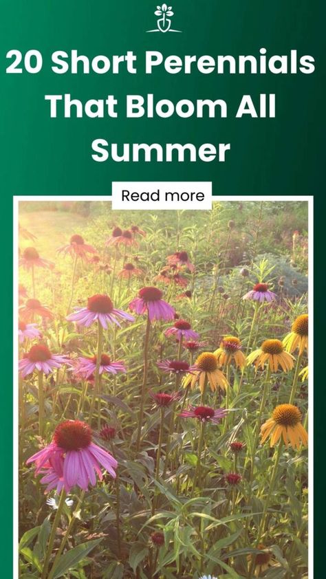 Longest Blooming Perennials, Short Perennials, Perenial Flowers, Dianthus Flowers, Shasta Daisies, Full Sun Plants, Sea Holly, Gardening Hacks, Patio Plants