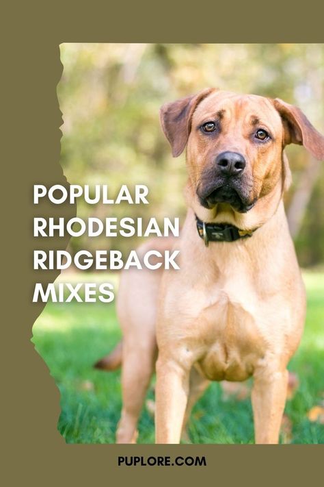 10 Popular Rhodesian Ridgeback Mixes w/ Pictures Rhodesian Ridgeback Puppies, W Pictures, Ridgeback Dog, Australian Cattle Dog Mix, Rhodesian Ridgeback Dog, Mastiff Mix, Plott Hound, Golden Retriever Mix, Boxer Mix