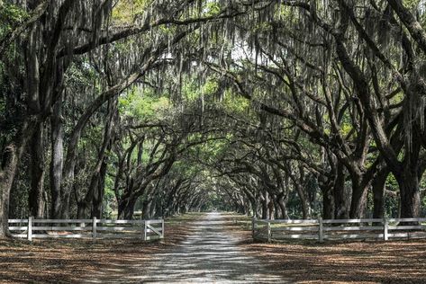 The Best US Road Trips That You Need to Take | Claire's Footsteps Savannah Photography, East Coast Road Trip, Georgia Travel, Us Road Trip, Tybee Island, Spring Trip, Instagrammable Places, Food Tips, Savannah Ga