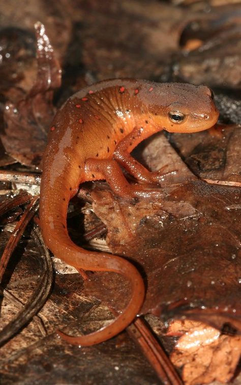 Notophthalmus viridescens (Eastern Newt) | September, 2009. … | Flickr Amphibia Newt, Eastern Newt Tattoo, Newt Lizard, Newt Amphibian, Eastern Newt, Newt Paludarium, Fire Belly Newt Tank, Newt Animal, Great Crested Newt