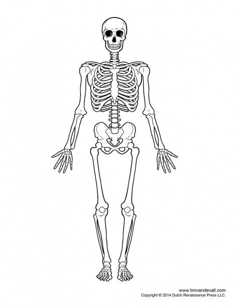 Skeletal System Diagram Without Labels Printable Human Skeleton Human Skeleton For Kids, Human Skeleton Diagram, Human Skeleton Labeled, Skeleton Labeled, Skeleton For Kids, Skeleton Diagram, Skeletal System Anatomy, Skeletal System Worksheet, Skeleton System