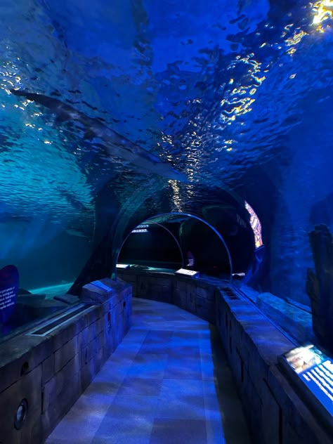 Sea Life Aquarium Tunnel ⭐️ Sea Life London Aquarium, Aesthetic Aquarium Photos, Huge Aquarium, Aquarium Tunnel, Sea Life London, London Aquarium, Sea Life Aquarium, Aquarium Aesthetic, Underwater Room