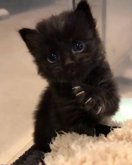 Gato Munchkin, Cute Black Kitten, Black Kittens, Cat Obsession, Cute Cats Photos, Black Kitten, Cute Black Cats, Pretty Animals