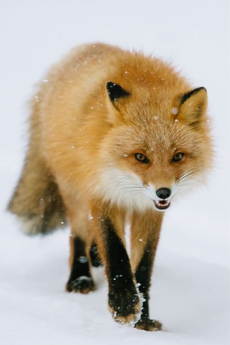 Fox Totem, Snow Animals, Fabulous Fox, Fox Sake, Fox Pictures, Mr Fox, Animal Wildlife, Most Beautiful Animals, Pet Fox