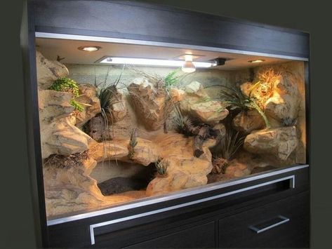 Bearded Dragon Lovers Only | Does anyone know how these built in looking things are made or if we can buy them | Facebook