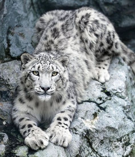 Snow Panther, Small Wild Cats, The Lion Sleeps Tonight, Exotic Cats, Most Beautiful Animals, Happy 2nd Birthday, Cat Family, Cute Wild Animals, Wildlife Animals