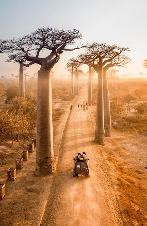 Madagascar Travel, Trip Destinations, Dirt Road, List Ideas, Africa Travel, Travel Goals, Travel Bucket List, Travel Bucket, Travel Aesthetic