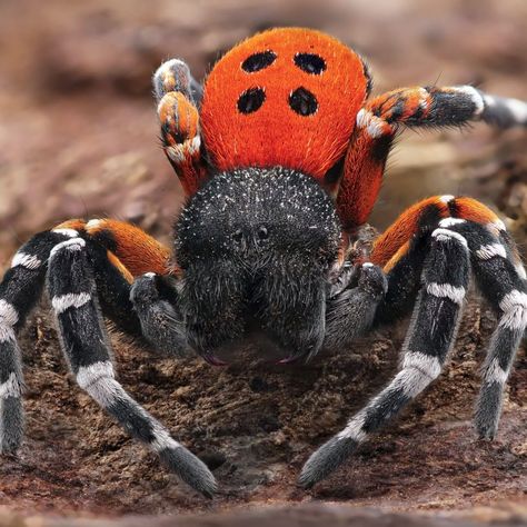 Ladybird spider (Eresus kollari) in threatening pose  Hello, this picture result (focus stack from nearly 100 pictures) of a male of the… Tarantula Species, Bird Eater Tarantula, Gooty Sapphire Ornamental Tarantula, Huge Spiders, Caribena Versicolor Tarantula, Arachnids Spiders, Mexican Redknee Tarantula, Wolf Spider, Pet Spider