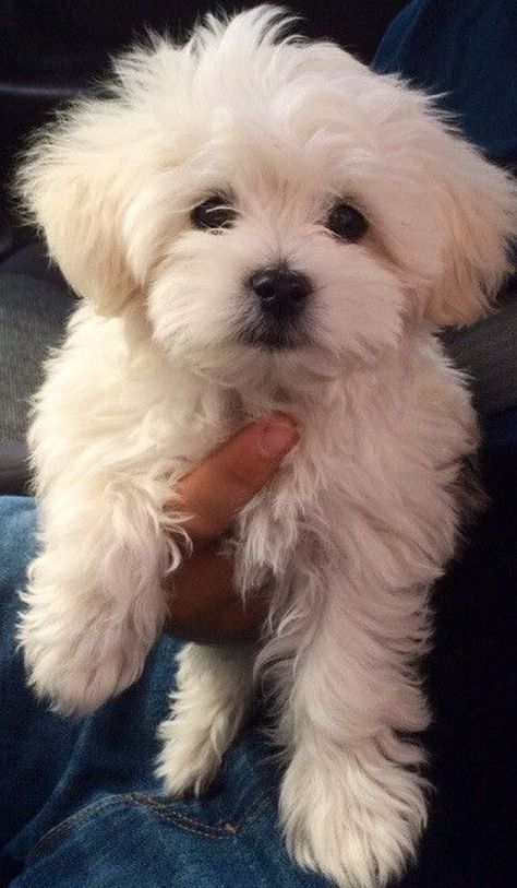 Cute Fluffy Puppies, Maltipoo Dog, Cute Teacup Puppies, Helpful Things, Very Cute Dogs, Really Cute Dogs, Cute Dog Pictures, Puppies And Kitties, Basic Needs