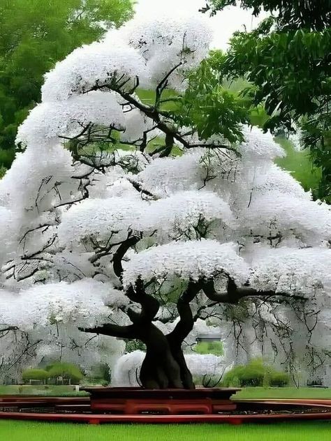 Japandi Style Home, White Sakura, National Geographic Photography, Cherry Blossom Japan, White Trees, White Cherry Blossom, Sakura Tree, White Cherries, Japandi Style