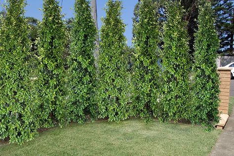 Drought Tolerant Hedge, Lily Pilly, Tall Hedge, Terrace Plants, Screening Ideas, Screening Plants, Courtyard Plants, Lilly Pilly, Garden Hedges