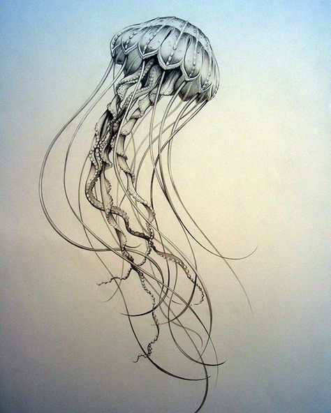 This may be one of my first jellyfish drawings from decades ago. This jellyfish has been such a stinger! Interestingly, I’ve had to send… Lions Mane Jellyfish Tattoo, Jellyfish Tattoo Sketch, Jellyfish Back Tattoo, Small Jellyfish Tattoo, Jellyfish Tattoo Design, Medusa Animal, Jellyfish Sketch, Jellyfish Jewelry, Jellyfish Illustration