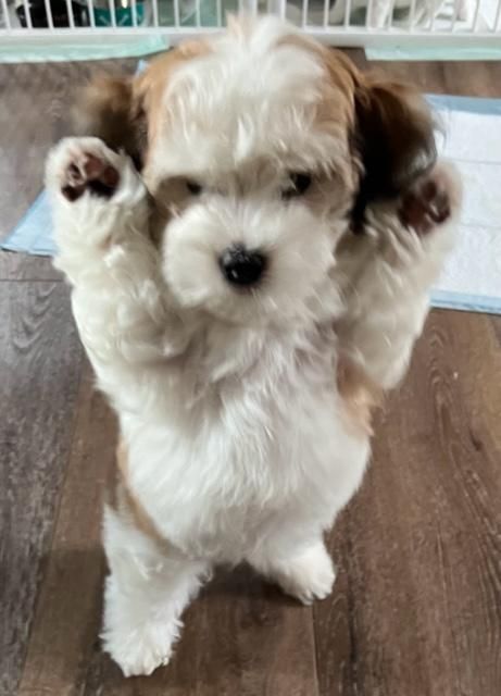 Dreamworks Havanese Champion Havanese Puppies Havanese Dogs Full Grown, Havanese Full Grown, Havanese Haircuts, Havanese Breeders, Spoiled Puppy, Havanese Puppies For Sale, Havanese Puppies, Havanese Dogs, Puppies For Sale