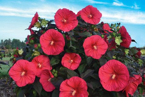 We Love ‘Mars Madness’ Hardy Hibiscus on http://www.hortmag.com Mallow Plant, Hibiscus Garden, Hardy Hibiscus, Hibiscus Plant, Hardy Perennials, Hibiscus Flower, Fragrant Flowers, Flowers Perennials, Tropical Garden