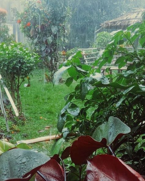 Bill Ramoz on Instagram: "the smell after rain 🌧️" Greek Structures, Smell Of Earth After Rain, The Smell After Rain, Scene Inspiration, After Rain, Pink Clouds, Flowers Pink, Dancing In The Rain, Fresh Produce