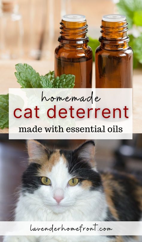 homemade cat deterrent with peppermint oil and a calico cat Homemade Cat Repellent, Natural Cat Repellent Indoor, Diy Cat Calming Diffuser, Essential Oil Cat Repellent, Cat Pee Deterrent Essential Oils, Natural Cat Repellent Yards, Essential Oil Cat Deterrent Spray, Essential Oils For Cat Urine, Cat Repellant For Furniture