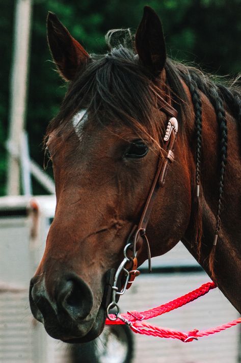 Horse In Western Tack, Horses Tacked Up Western, Bay Western Horse, Bay Horses In Western Tack, Bay Horses Western, Chesnut Horses Western, Dream Horse Barns, Bay Horse, Phone Wallpaper Quotes