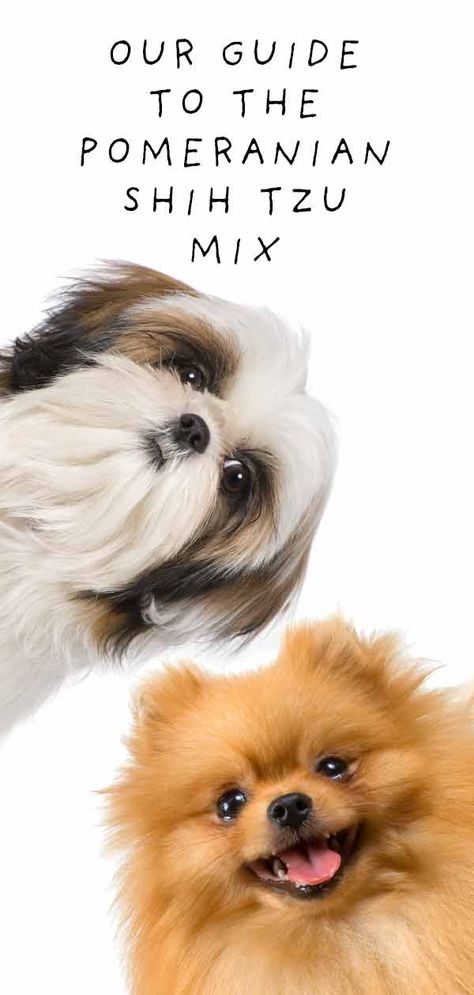 Pomeranian Shih Tzu Mix - Meet The Shiranian Pomeranian Puppy Haircut, Pomeranian Mix Puppies, Names Dog, Shih Tzu Haircuts, Family Friendly Dogs, Puppies Pictures, Images Cartoon, Pomeranian Mix, Dog Leash Training