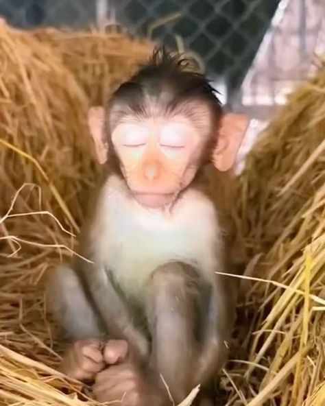 Cute Monkey Pictures, Funny Animals With Captions, Animal Humour, Monkey Pictures, Pet Monkey, Monkeys Funny, Cute Monkey, Cute Hamsters