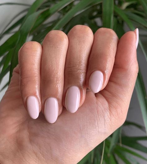 30+ Super Trendy Short Pink Nails To Try In 2024 Baby Pink Nails, Plain Nails, Light Pink Nails, Her Nails, Casual Nails, Pink Nail, Pink Acrylic Nails, Neutral Nails, Dream Nails