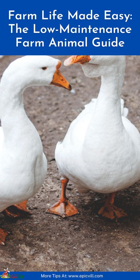 Ducks are usually same as the chickens. There is a smaller difference between them. Duck usually supplies a good amount of meat as compared to chickens as well as lays larger eggs. Bee Hives Boxes, Animal Farming, Pekin Duck, Chicken Eating, Types Of Grass, Best Business Ideas, Animal Guides, Living Off The Land, Types Of Animals