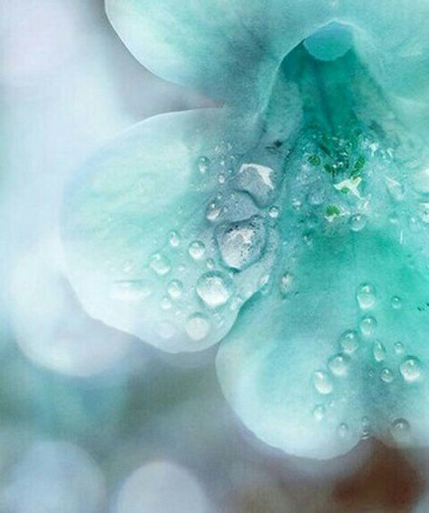 TURQUOISE . . . Turquoise Aesthetic, Aqua Mint, Shades Of Turquoise, Aqua Turquoise, Water Droplets, Aqua Color, Tiffany Blue, Turquoise Color, Macro Photography