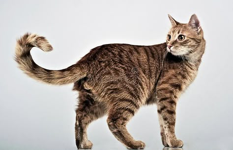 Cat Reference Poses Photo, Cat Pose Reference Photos, Cat Reference Photo, Cat Pose Reference, Cats Poses, Animal Reference Photos, Cat Expressions, Poses Standing, Warrior Cats Oc