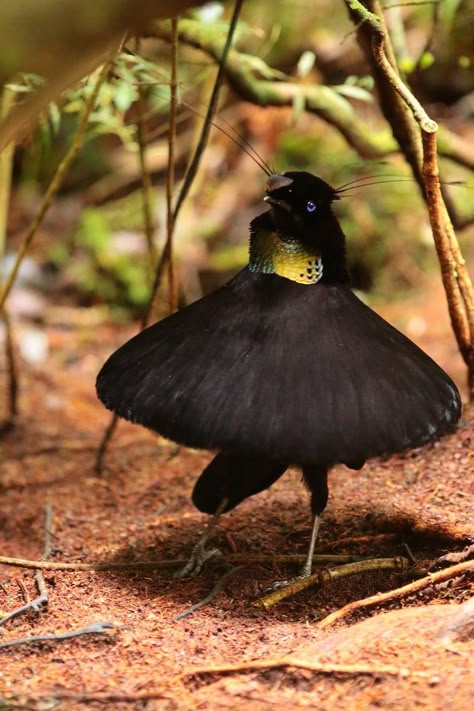 Western Parotia Parotia sefilata  © Arco Huang        Papua, Papua Barat, Indonesia Parotia Bird, Rare Birds, Funny Birds, Nature Birds, Dance Video, Exotic Birds, Bird Pictures, Tropical Birds, Pretty Birds