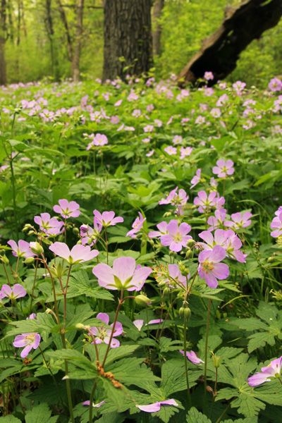 Master Gardener Program, Wild Geranium, Woodland Plants, Woodland Flowers, Native Plant Gardening, Wildlife Gardening, Master Gardener, Native Garden, Herbaceous Perennials