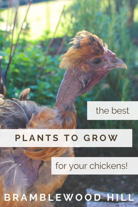 Best Plants To Grow For Chickens - Bramblewood Hill Permaculture Garden, Backyard Chicken Farming, Raising Backyard Chickens, Chicken Garden, Plants To Grow, Permaculture Gardening, Keeping Chickens, Building A Chicken Coop, Chicken Coop Plans