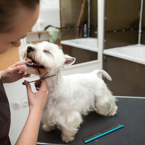 Dog grooming isn't always an easy job depending on the breed and the individual dog. There are many aspects to grooming that a responsible dog owner should be aware of to provide the best care for your pet. Check our bio for the link. #thepetcommunity #petcare #pets #dogsofinstagram #dogs #dog #pet #petsofinstagram #cats #petlovers #doglovers #dogwalker #petsitter #doglover #cat #pethealth #petcareservices #doggrooming #petgrooming #animals #love #dogcare Pet Photoshoot, Pet Grooming Business, Cat Groomer, Excited Dog, Hair Of The Dog, Box Hill, Animal Rescue Center, Dog Spa, Work Aesthetic