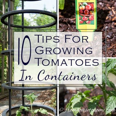 11 of the Best Tips For Growing Tomatoes In Containers (With Success) Best Way To Grow Tomatoes, Tomato Diseases, Tomatoes In Pots, Growing In Containers, Planting Tomatoes, Tomato Support, Growing Tomatoes Indoors, Tomatoes In Containers, Tomato Planter