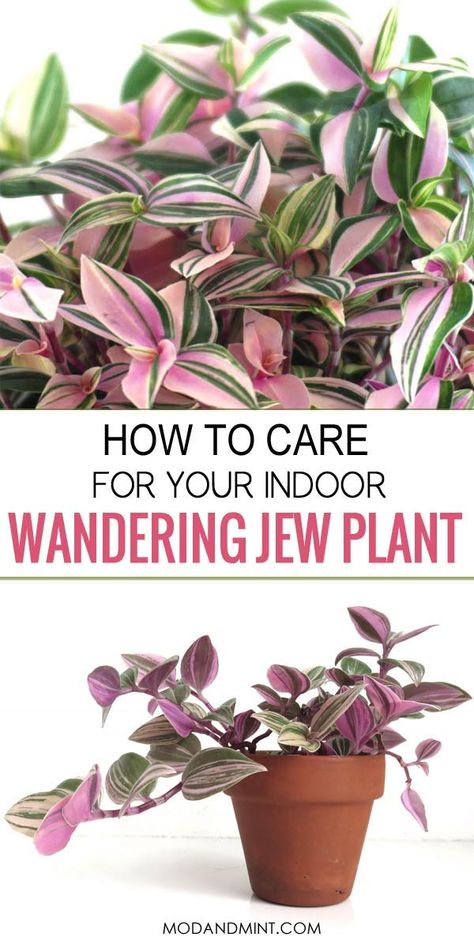 Wondering Jew Plant, Wondering Jew, Jew Plant, Indoor Gardening Supplies, Wandering Jew Plant, Wandering Jew, Plant Care Houseplant, Inside Plants, Indoor Plant Care