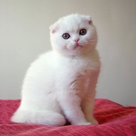 Such a cute Fold kitten❤ Scottish Fold Kitten White, White Scottish Fold Cat, White Scottish Fold, Munchkin Cat Scottish Fold, Scottish Fold Kittens, White Kitten, Munchkin Cat, Fancy Cats, Single Woman