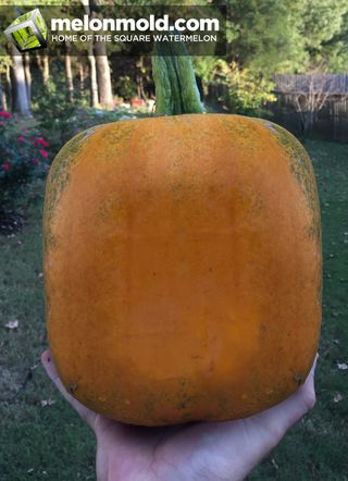 Square Watermelon, Square Pumpkin, How To Grow Watermelon, Pumpkin Varieties, Pumpkin Pictures, Climate Zones, Growing Pumpkins, Pumpkin Farm, Green Pumpkin