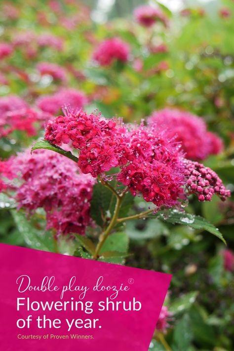 The flowering shrub of the year is one that keeps your interest all season. Enjoy hot pink-red blossoms from late spring to frost along with pollinating bees and hummingbirds. It’s easy to grow and works wonders as a hedge, container plant, or a burst of color mixed with other plants. Learn more about Double Play Doozie® Spiraea from @provenwinners at nationalplantoftheyear.com/double-play-doozie-spiraea. #spiraea #floweringshruboftheyear Double Play Doozie Spirea, Photinia Pink Marble, Spirea Plant, Twig Dogwood, Creeping Phlox, Red Blossoms, Plant Life Cycle, Flowering Shrubs, Growing Indoors