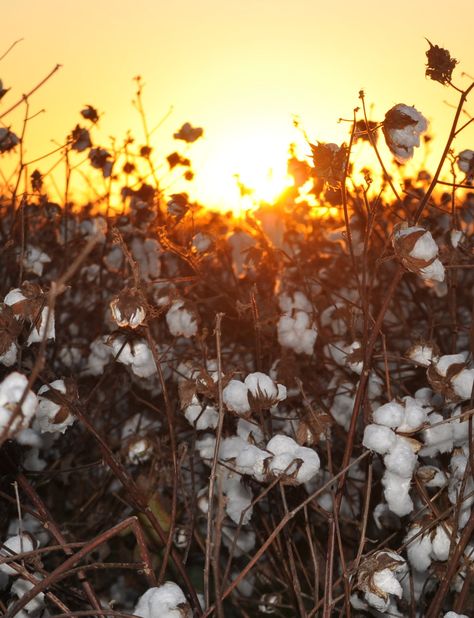 COTTON SUNSET -MISSISSIPPI DELTA-pic-gary walters Mississippi Delta Aesthetic, Mississippi Photography, Delta Art, Delta Girl, Mississippi Delta, Berry Bushes, Tin Roof, Fish Ponds, End Of The World