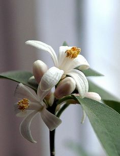 Citrus Tree, Lemon Cocktail, Ojai California, Botanical Perfume, Lemon Flowers, Lemon Blossoms, Tree Flowers, Secret Power, Lime Tree