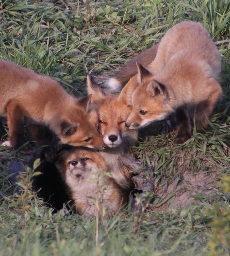 Baby Foxes, Fantastic Fox, Fox Family, Fabulous Fox, Nature And Animals, Fox Pictures, Fox Spirit, Pet Fox, Most Beautiful Animals