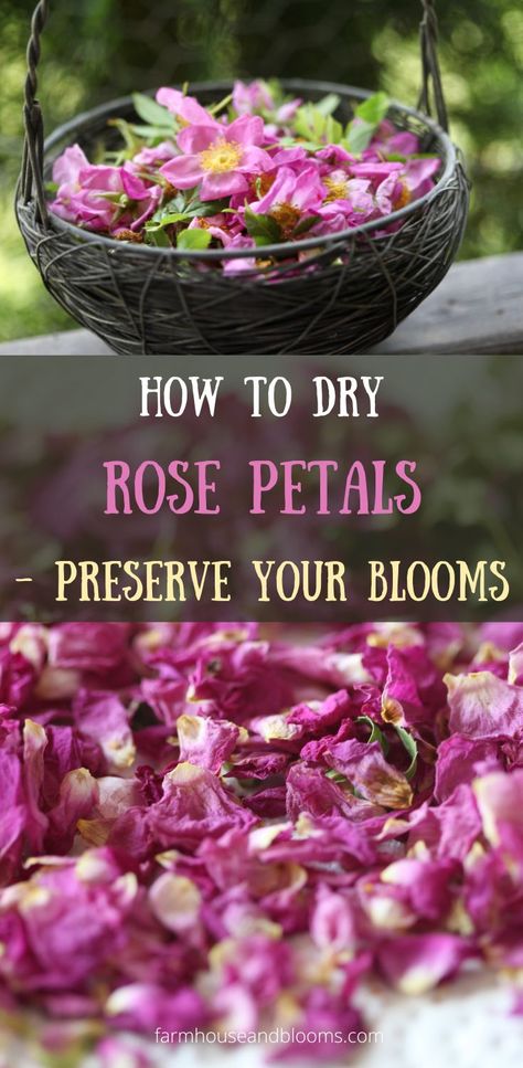 two pictures, one of roses in a basket, and one of dried rose petals How To Dry Rose Petals Naturally, How To Dry Out Flowers, Drying Rose Petals, Dry Rose Petals, Making Rose Water, Diy Dried Flower Arrangement, Herbal Tea Garden, Dry Rose, Fresh Rose Petals