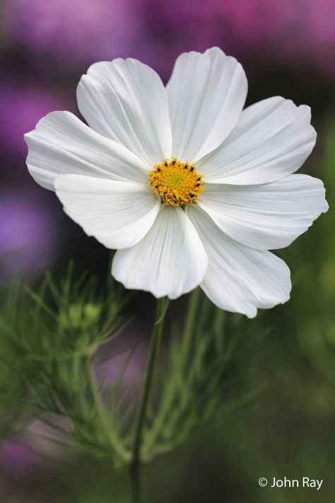 Cosmos Plant, White Cosmos, White Cosmo, Flowers Photography, Cosmos, Plants, Flowers, Photography, White