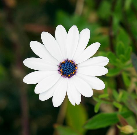 Wales Flower | Australian flower at National Botanic Garden Wales | Flickr - Photo ... Gardens Of The World, Australian Flowers, Flower Therapy, Botanic Garden, Botanical Gardens, Wales, Plants, Flowers, Color