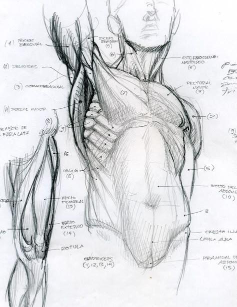 Form tutorial Anatomy Tutorial, Human Anatomy Drawing, Muscle Anatomy, Human Figure Drawing, Human Anatomy Art, Anatomy Sketches, Arm Muscles, Anatomy Poses, Anatomy For Artists