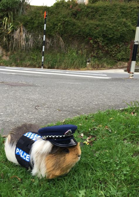 New Zealand Police have a guinea pig for a mascot Guinea Pig Costumes, Guinea Pigs Funny, Pig Costumes, Pet Guinea Pigs, Cute Guinea Pigs, Guinea Pig Cage, Cute Piggies, Hamsters, Funny Animal Pictures