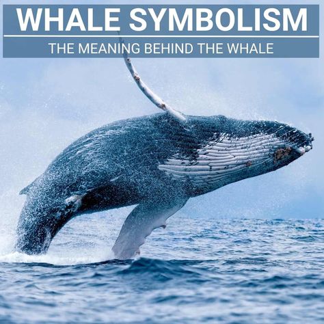 Whale Spiritual Meaning, Whale Spirit Animal Meaning, Whale Symbolism, Whale Meaning, Whale Totem, Meaning Of Blue, Spirit Animal Meaning, Animal Meanings, Animal Tarot